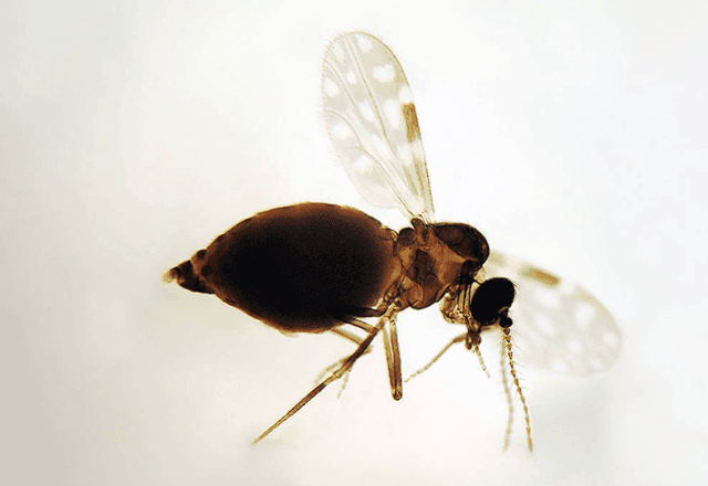 Imagem da noticia Febre Oropouche: Brasil tem alta de casos em 2025; veja como identificar, prevenir e tratar