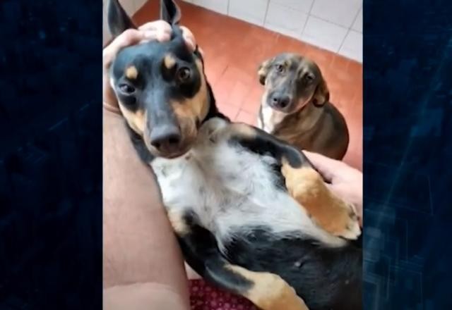 Imagem da noticia Crueldade: PM mata a tiros cadelas que fugiram de casa