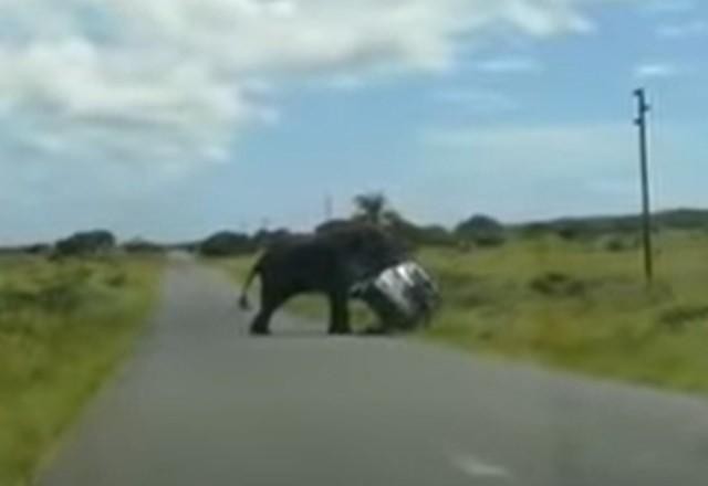 Imagem da noticia Elefante vira carro de ponta-cabeça com família dentro; veja vídeo