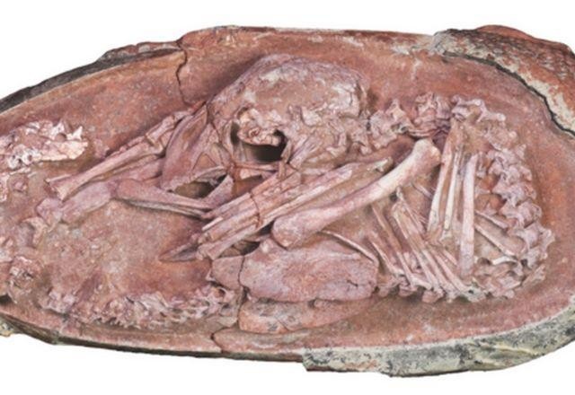 Imagem da noticia Pesquisadores encontram embrião de dinossauro perfeitamente preservado