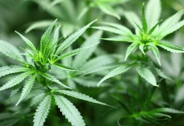 Imagem da noticia Descriminalização da maconha: Por que o STF mencionou apenas plantas fêmeas?