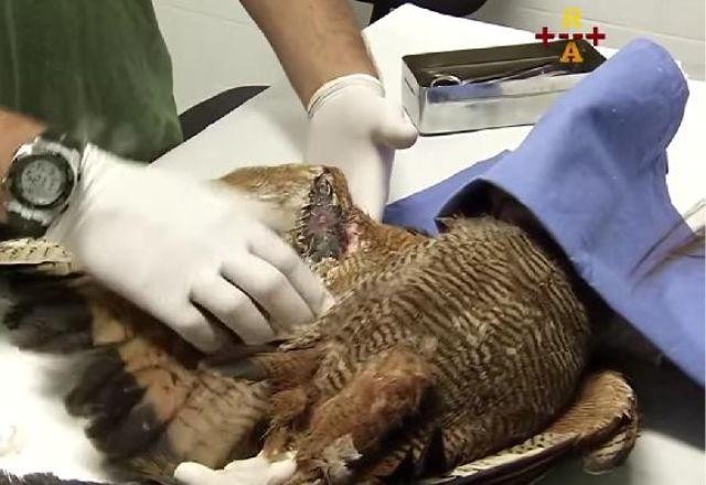 Imagem da noticia Uso de linhas de pipa com cerol já feriu mais de 60 animais em SP