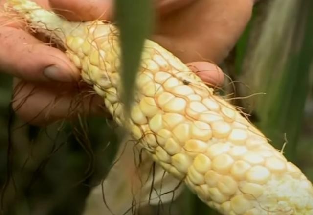 Imagem da noticia Estiagem leva governo a declarar situação de emergência no sul do país