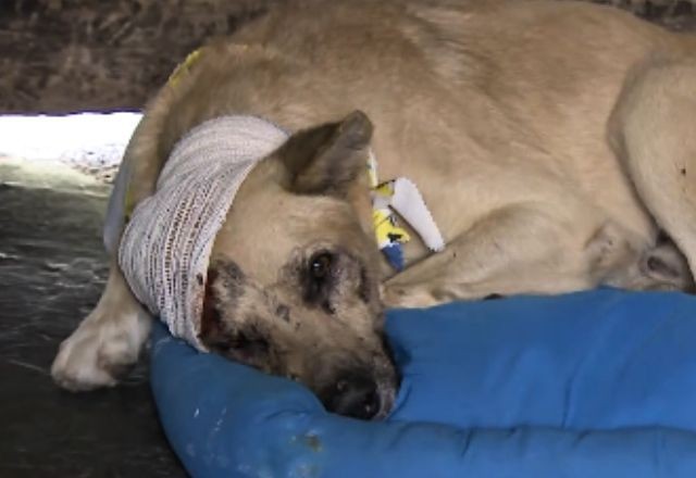 Imagem da noticia Exclusivo: número de denúncias de maus-tratos a animais bate recorde em 2024