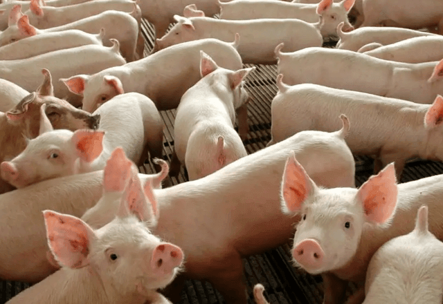 Imagem da noticia Exportação de carne suína do Brasil registra 2º maior volume mensal da história, diz associação
