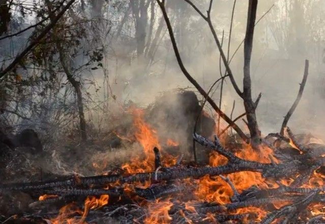 Imagem da noticia Roraima tem 22% dos focos de queimada de todo o país