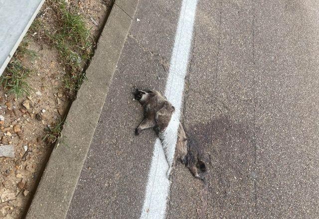 Imagem da noticia Guaxinim pintado em estrada dos EUA deixa motoristas surpresos