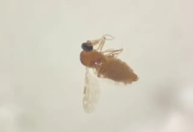 Imagem da noticia Febre oropouche em gestantes pode estar associada a casos de microcefalia em bebês; entenda