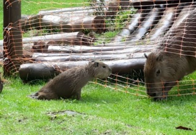 Imagem da noticia Casos de raiva em capivaras em SP são alerta para monitoramento do vírus