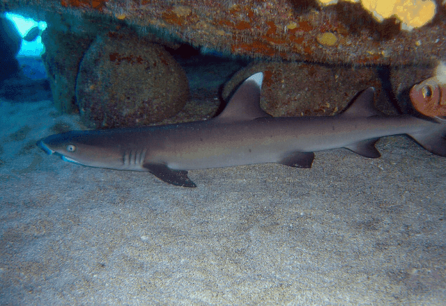 Imagem da noticia Público define nome para filhote de tubarão galha-branca do AquaRio: Sharkira