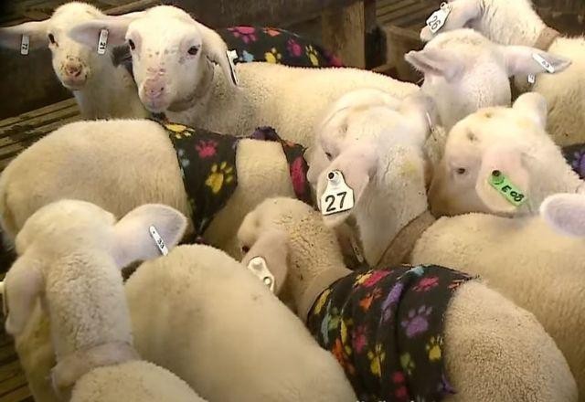 Imagem da noticia Opções de passeios para crianças na Serra Gaúcha durante as férias