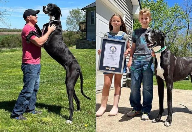 Imagem da noticia Cachorro dos EUA é reconhecido como o mais alto do mundo