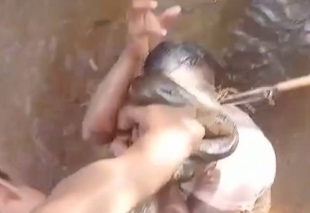 Imagem da noticia Homem morde sucuri para escapar de ataque em rio no Pará