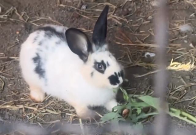 Imagem da noticia Coelha que sobreviveu a massacre de menino de 9 anos recebe nome de Vitória