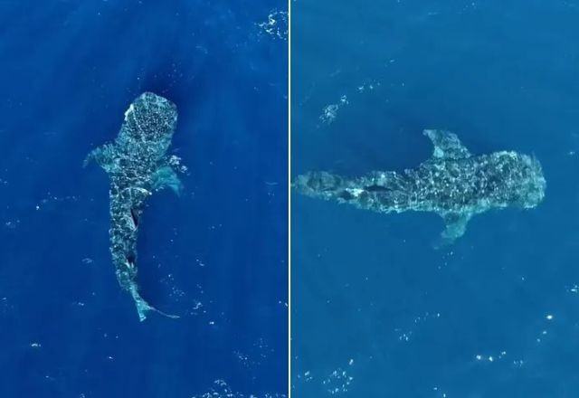 Imagem da noticia Tubarão-baleia: Maior peixe do mundo é visto no Espírito Santo