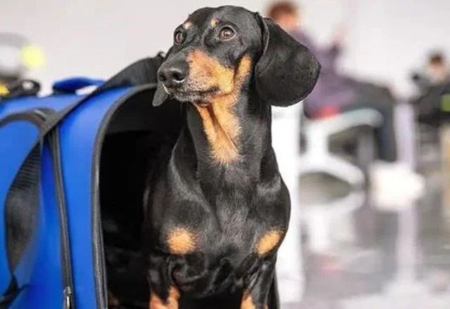 Imagem da noticia STF suspende lei do RJ que garante transporte gratuito de animais em aviões