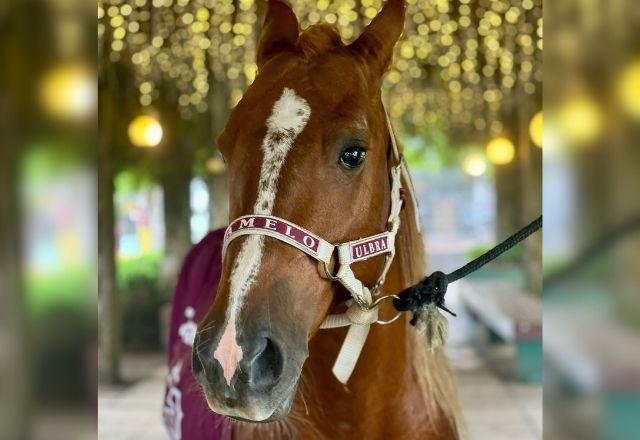 Imagem da noticia Lembra dele? Cavalo Caramelo, símbolo das enchentes no RS, é oficialmente adotado