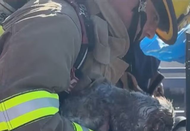 Imagem da noticia EUA: Incêndio em shopping deixa mais de 500 animais mortos