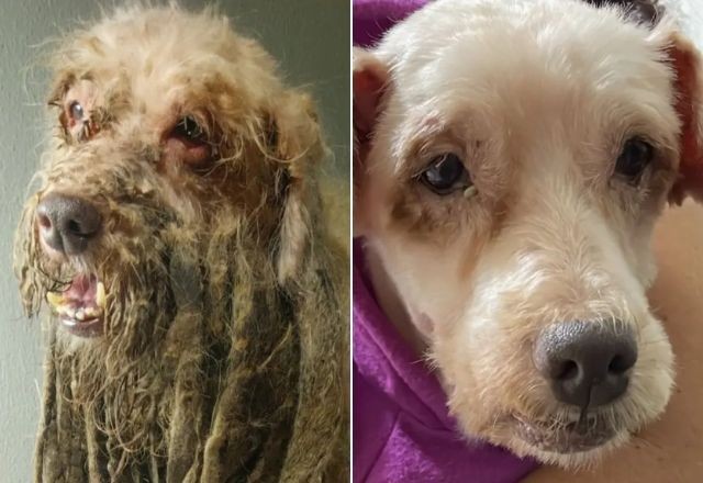 Imagem da noticia Cachorro resgatado com 3kg de pelos sujos recebe alta e ganha novo lar
