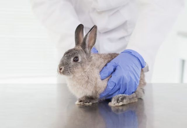 Imagem da noticia Câmara aprova projeto que proíbe uso de animais em testes de cosméticos