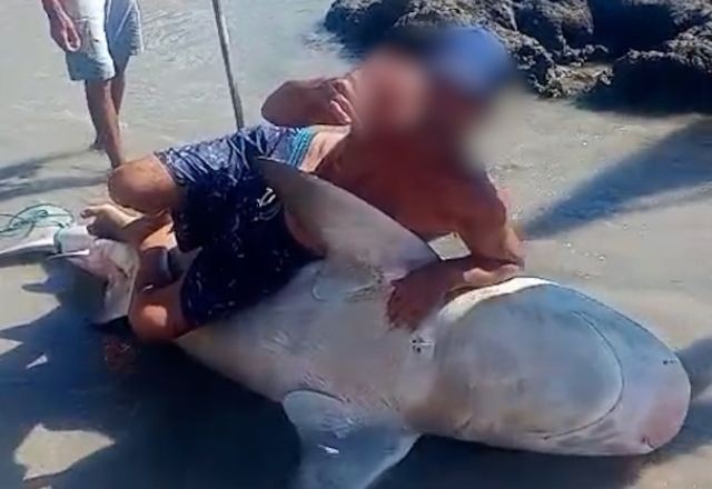 Imagem da noticia Homens que cortaram barbatanas de tubarão são multados em R$ 15 mil pelo Ibama