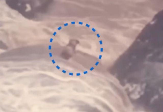 Cachorro cego e surdo é resgatado após ficar ilhado no RJ; veja vídeo Cachorro cego e surdo é resgatado após ficar ilhado no RJ; veja vídeo