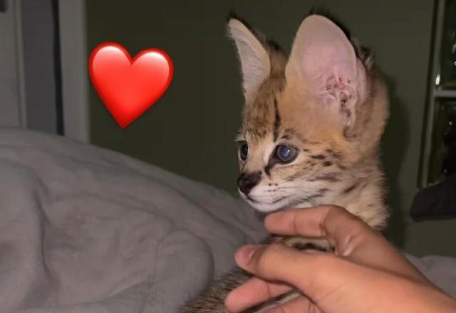 Imagem da noticia Rapper surpreende e compra gato avaliado em mais de R$ 100 mil