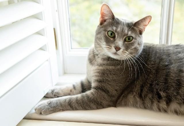 Imagem da noticia Jill Biden apresenta gata Willow, nova moradora da Casa Branca