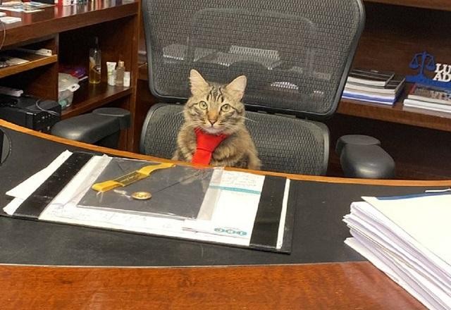 Imagem da noticia Gato é "contratado" por escritório de advocacia no RJ
