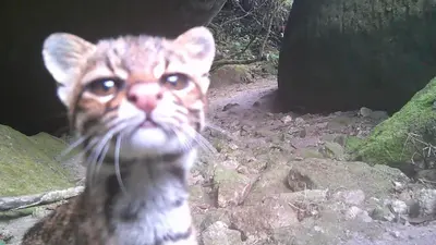 Gato-do-mato ameaçado de extinção é visto em área de conservação no RJ Gato-do-mato ameaçado de extinção é visto em área de conservação no RJ