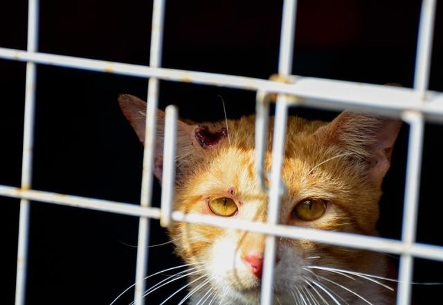 Imagem da noticia Manaus confirma doença infecciosa transmitida por gatos