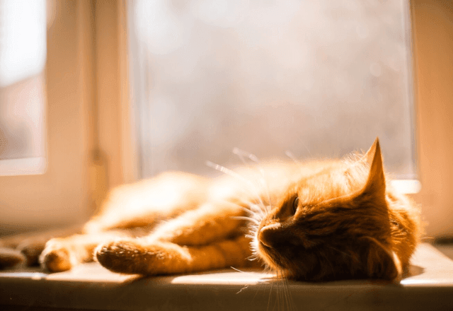 Imagem da noticia Dia do Gato: como proteger seu bichinho do calor?