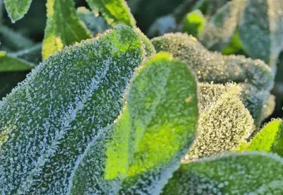 Serra de SC amanhece coberta de geada e registra 0,2°C nesta terça-feira (11) Serra de SC amanhece coberta de geada e registra 0,2°C nesta terça-feira (11)