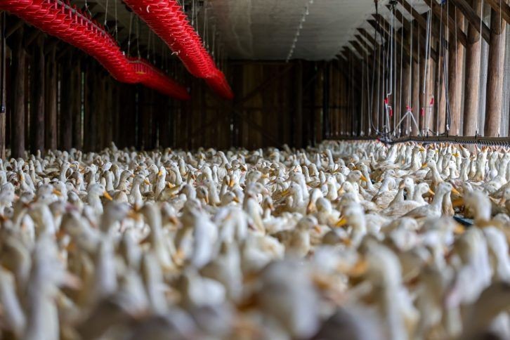 Imagem da noticia SC investiga caso suspeito de gripe aviária e proíbe entrada de aves vivas e ovos férteis de 12 cidades do RS