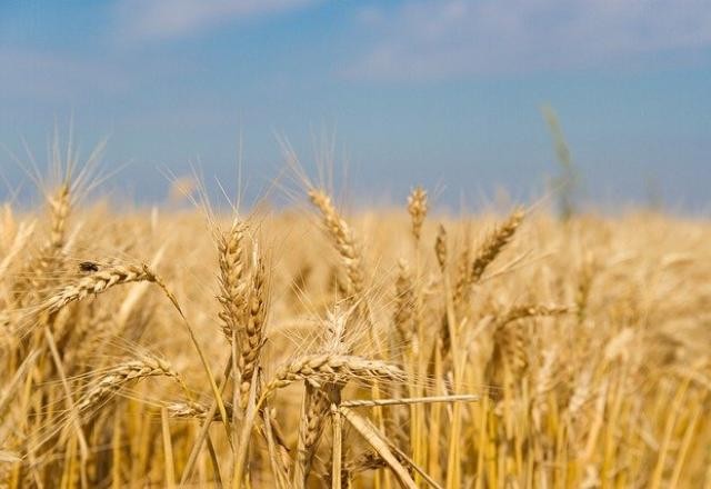 Imagem da noticia Guerra Rússia x Ucrânia eleva preço de commodities em todo o mundo