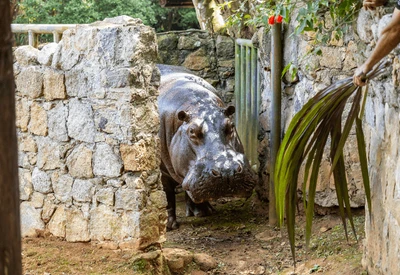 Hipopótamo chega ao Zoológico de São Paulo para formar casal com fêmea da espécie Hipopótamo chega ao Zoológico de São Paulo para formar casal com fêmea da espécie