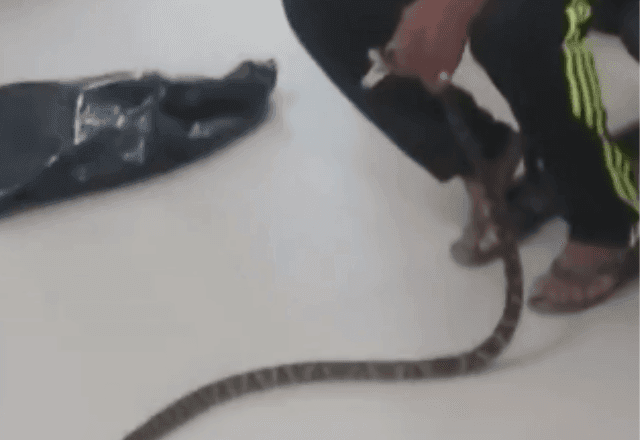Imagem da noticia VÍDEO: Homem é mordido por cobra jararaca e leva o animal vivo a UPA no litoral de SP