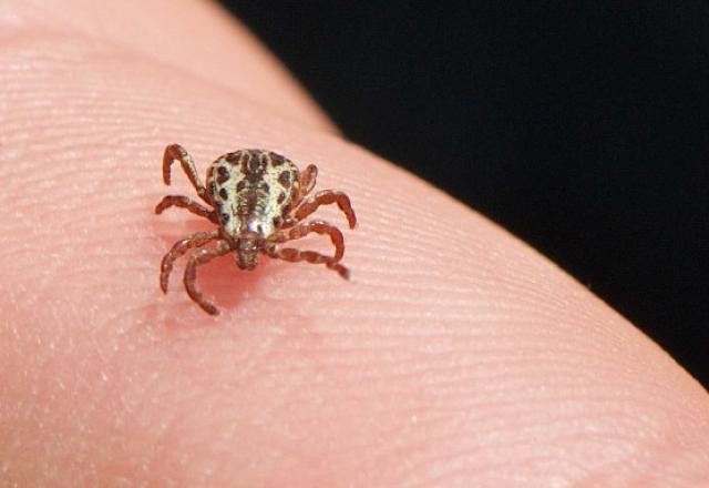 Imagem da noticia Minas Gerais confirma mais duas mortes por febre maculosa