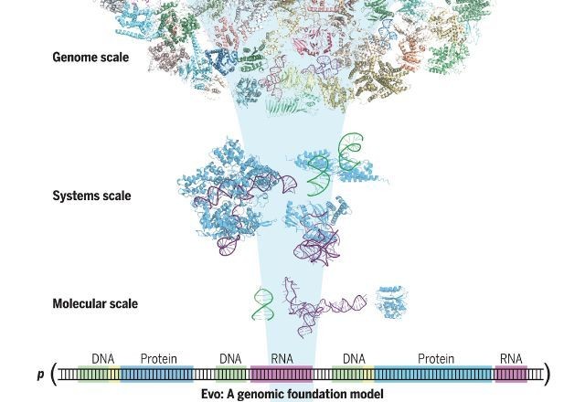 Imagem da noticia Cientistas anunciam Evo, uma IA que estuda e desenvolve novas formas de vida