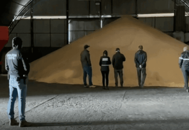 Sementes falsificadas já movimentaram R$ 10 bilhões no mercado clandestino Sementes falsificadas já movimentaram R$ 10 bilhões no mercado clandestino