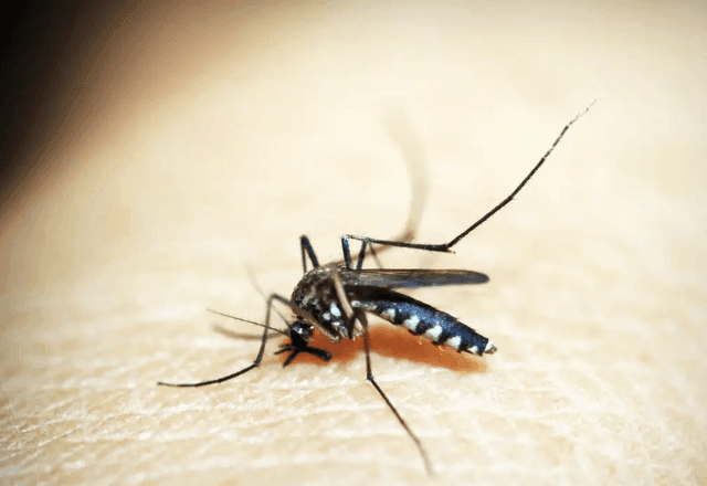 Imagem da noticia Hospitais de São Paulo registram aumento de 96% em internações por dengue e SRAG