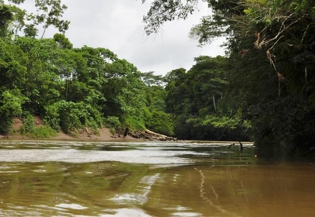 Imagem da noticia STF ordena governo federal a reativar Fundo Amazônia
