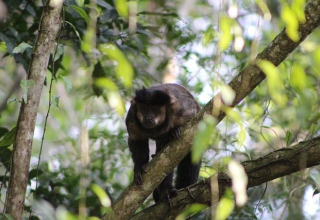 Imagem da noticia COP 27: Mata Atlântica foi tema de debate durante evento