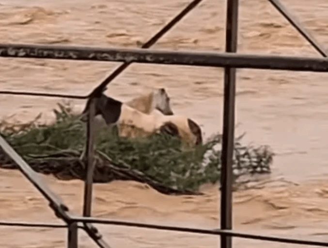 Imagem da noticia VÍDEO: Cavalos ilhados após cheia de rio em MG são resgatados por moradores
