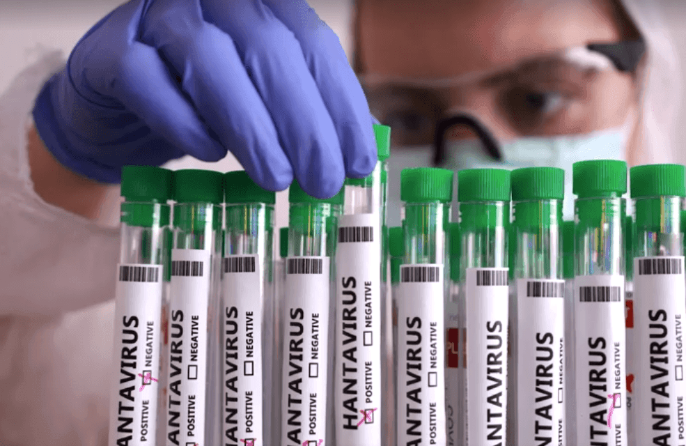 Imagem da noticia Hantavírus: sintomas, tratamento, risco de pandemia e tudo mais que você precisa saber