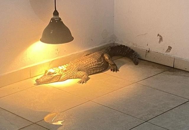 Imagem da noticia SP: polícia resgata jacaré e outros 85 animais silvestres em dois imóveis
