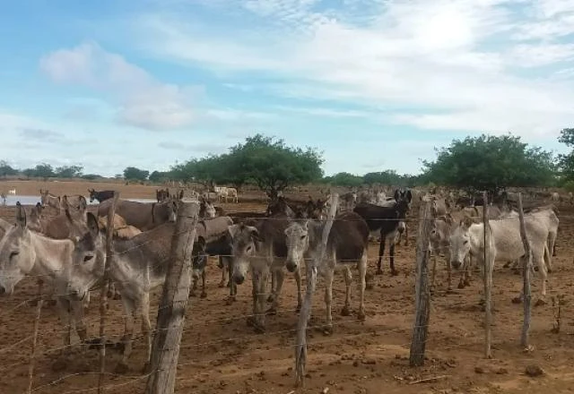Imagem da noticia Jegues comprados por R$ 20 no Brasil rendem R$ 22 mil na China