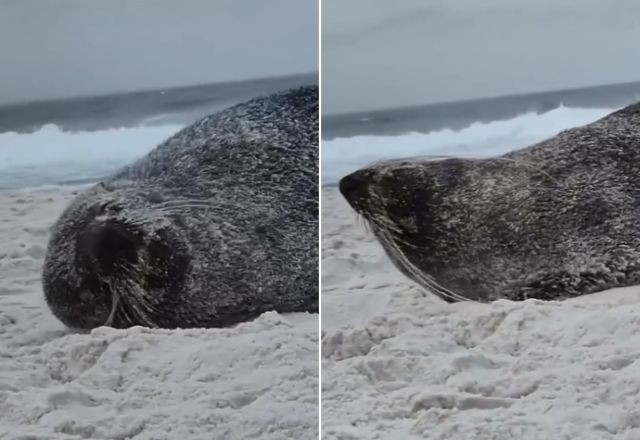 Imagem da noticia O "Garoto do Rio" voltou! Joca, o lobo-marinho, reaparece em outra praia