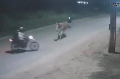 VÍDEO: Motociclista bate em jumento, cai do veículo e é assaltado no MA VÍDEO: Motociclista bate em jumento, cai do veículo e é assaltado no MA