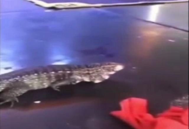 Imagem da noticia Vídeo: lagarto de quase 2 metros é solto em baile funk do RJ